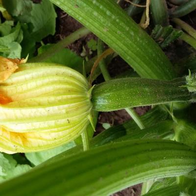 courgette du jardin
