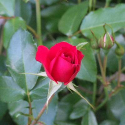 une rose du jardin