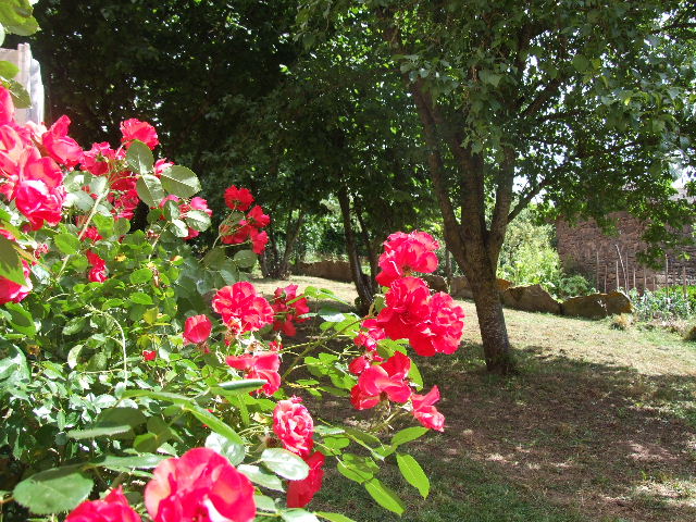 un des rosiers du jardin