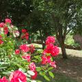 un des rosiers du jardin