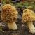 2011 04 30 morchella esculenta